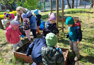 Dzieci z grupy Krasnale stoją w ogrodzie wokół skrzyni ogrodowej, mają na rękach rękawiczki i wspólnie sadzą kolorowe kwiatki. Przedszkolaki z zaangażowaniem pracują przy ziemi, ucząc się pielęgnacji roślin i dbania o przyrodę. Wiosenna atmosfera sprzyja wspólnej pracy i radosnej zabawie na świeżym powietrzu.