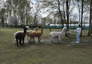 Stadko alpak stoi razem na wybiegu, a kobieta polewa je wodą. Zwierzęta mają puszyste futro i spokojnie stoją obok siebie podczas ochładzania.